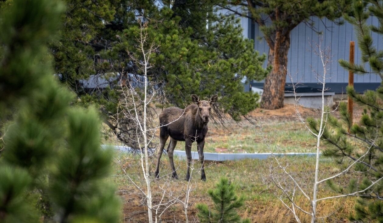Moose near the cabin